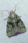 Cryphia algae