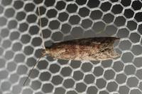 Ephestia elutella/woodiella