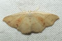 Cyclophora punctaria