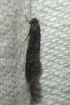Elatobia fuliginosella