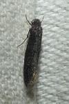 Elatobia fuliginosella