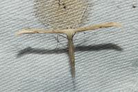 Emmelina argoteles/monodactyla