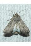 Hoplodrina ambigua