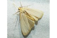 Katha depressa