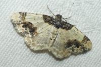 Ligdia adustata