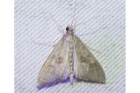 Mecyna asinalis
