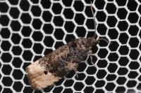 Metendothenia atropunctana