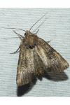 Mesapamea secalella/secalis
