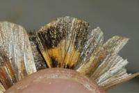 Noctua janthe