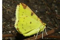 Opisthograptis luteolata