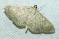 Patania ruralis