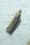 Phycitodes