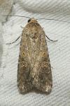 Spodoptera exigua