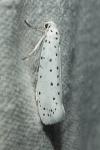 Yponomeuta