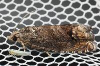 Cydia splendana