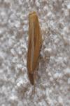 Agriphila tristella
