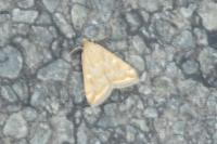 Loxostege sticticalis