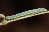Hecatera dysodea