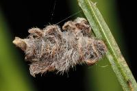 Coleophora saturatella