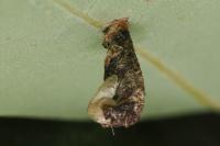 Coleophora ibipennella