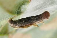 Coleophora
