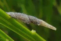 Coleophora calycotomella
