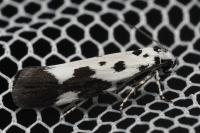 Ethmia quadrillella