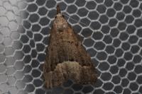 Schrankia taenialis