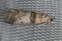 Sciota rhenella