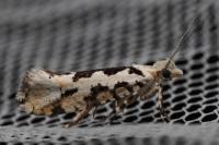 Ypsolopha sequella