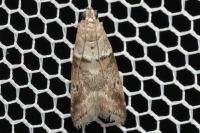 Acrobasis consociella