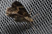 Epirrhoe alternata