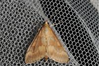 Ostrinia nubilalis/scapulalis