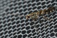 Gracillaria syringella