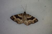 Epirrhoe alternata