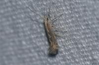 Plutella xylostella