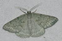 Pseudoterpna pruinata