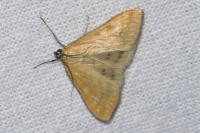 Sitochroa verticalis