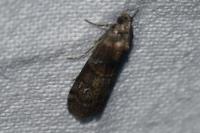Phycita roborella