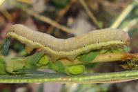 Hecatera dysodea