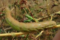 Hecatera dysodea