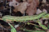 Hecatera dysodea