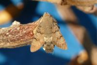 Macroglossum stellatarum