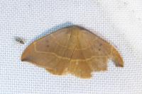Watsonalla binaria