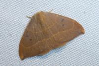 Watsonalla binaria