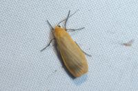 Wittia sororcula