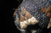Mesoligia furuncula