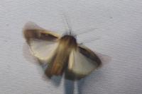 Ochropleura plecta