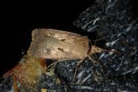 Agrotis exclamationis