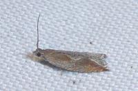Ancylis diminutana